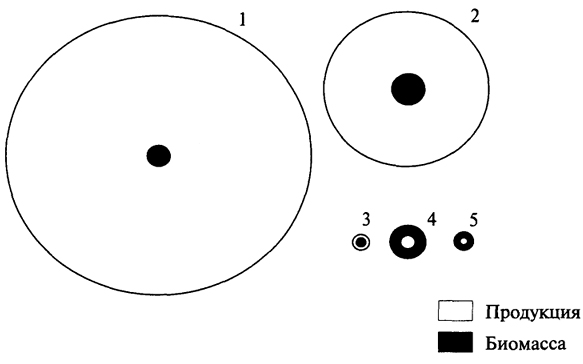 Рис. 3.4. Схема соотношения продукции и биомассы у бактерий (1), фитопланктона (2), зоопланктона (3), бентоса (4) и рыб (5) в Баренцевом море
