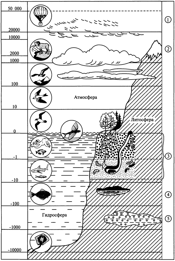 Рис. 5.1. Распределение организмов в биосфере: 1 - озоновый слой; 2 - граница снегов; 3 - почва; 4 - животные, обитающие в пещерах; 5 - бактерии