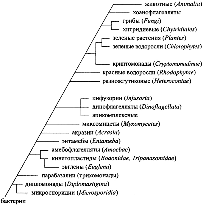 Рис. 30. Вариант филогенетического дерева эукариот на основании сравнения последовательностей рибосомальных РНК (По J. Perry, J.T. Staley. 1997)