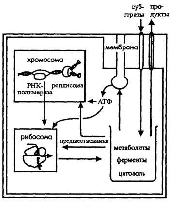 Рис. 2. Основные подсистемы прокариотной клетки