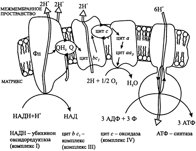 Рис. 4. Дыхательная цепь митохондрий Цит - цитохром, Q - хинон, Фл - флавопротеин