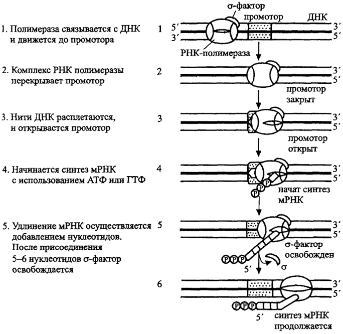 Рис.16. Действие РНК-полимеразы (по J. Perry, J. Staley, 1997)