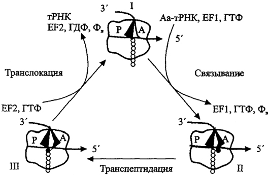 Рис.18. Элементарный элонгационный цикл - считывание одного триплетного кодона мРНК и образование одной пептидной связи (по А.С.Спирину, 1999)