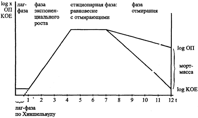 Рис.23. Кривая роста бактерий<br>ОП - оптическая плотность культуры, КОЕ - число колониеобразующих единиц, х - число клеток