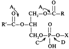 Схема 5. Специфичность действия фосфолипаз: X - азотистое основание; стрелки указывают гидролизуемую соответствующей фосфолипазой связь