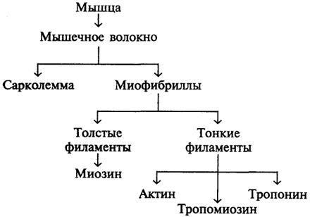 Схема 6. Уровни структурной организации мышцы