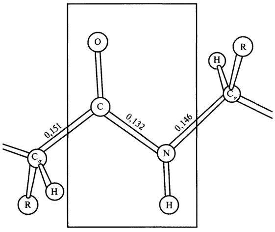 Рис. 2. Пептидная группировка (длины связей указаны в нм)