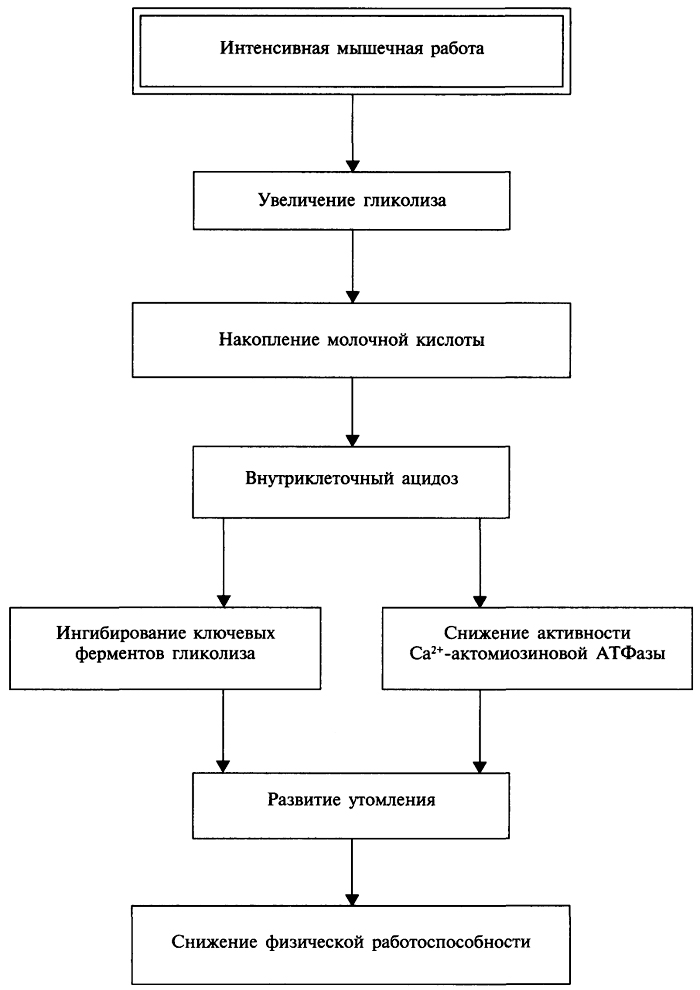 Схема 7. Схема развития утомления при выполнении кратковременных максимальных физических нагрузок (по В.А. Рогозкину, 1990)