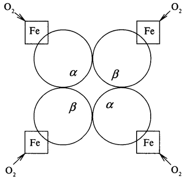 Рис. 7. Схематичное изображение четвертичной структуры гемоглобина:  Fe - гем гемоглобина