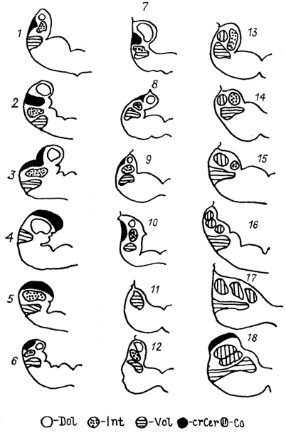  Рис. 42. Схема преобразований акустико-латеральной системы позвоночных (Fritzsch, 1988). 1 - круглоротые (Lamvetra); 2-8 - рыбы: Polypterus (2), Squalus (3), Amta (4), Salmo (5), Latlmeria (6), Lepldoslren (7), Siren (8); 9-15 амфибии: Salamandra (9), Trlturus (10), Bolitoglossa (11), Ichthyophis (12), Xenopus (13), Rana (14), Bombina (15); 16 - рептилии (Testudo); 17 - птицы (Anas); 18  - млекопитающие (Didelphis).