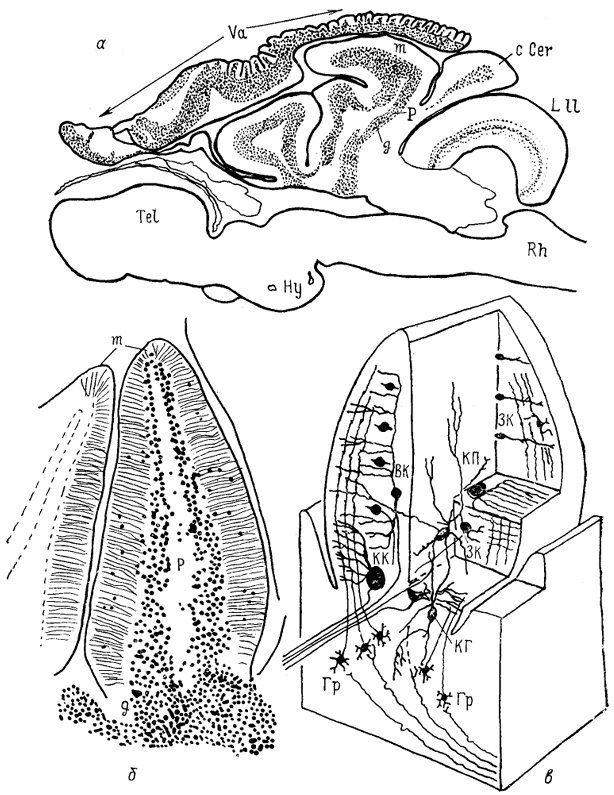  Рис. 45. Строение мозжечка представителя мормирид Gnathonemus petersi (Nieuwenhuys, 1969).  а - общий вид мозга на сагиттальном срезе; б, в - общий вид (б) и нейронный состав (в) дольки мозжечка. ВК - вертикальная клетка, ГР - гранулярная, ЗК - звездчатая, КГ - клетка Гольджи, КК - корзинчатая, КП - клетка Пуркинье.