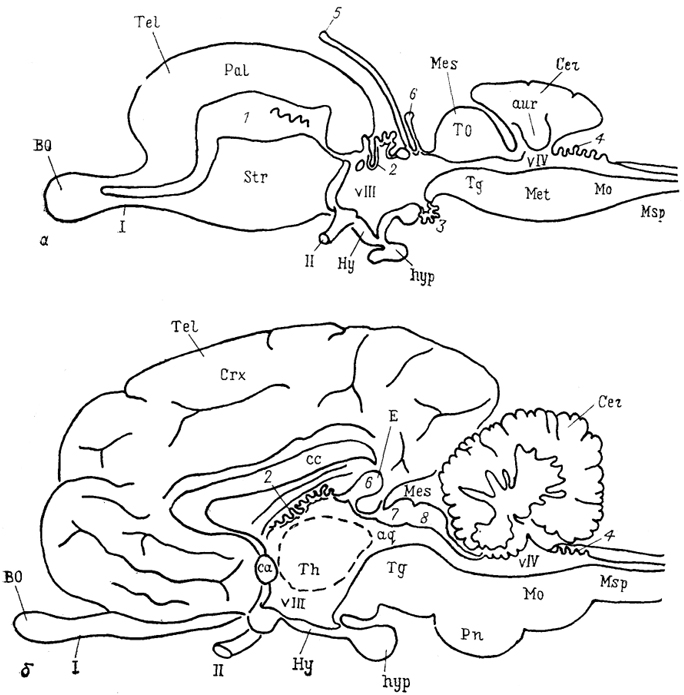 Рис. 3. Схема общей организации головного мозга низших (а) и высших (б) позвоноччых (по: Plate!, 1984). 1-4 - сосудистые сплетения конечного (1), промежуточного (2, 3),заднего (4) мозга; 5- теменной орган; 6 - пинеальный орган (эпифиз); 7, 8 - верхние (7) и нижние (8) бугорки четверохолмия среднего мозга; vIII, vIV - желудочки промежуточного (vIII) в заднего (vIV) мозга; I, II - обонятельный (I) и зрительный (II) черепномозговые нервы.