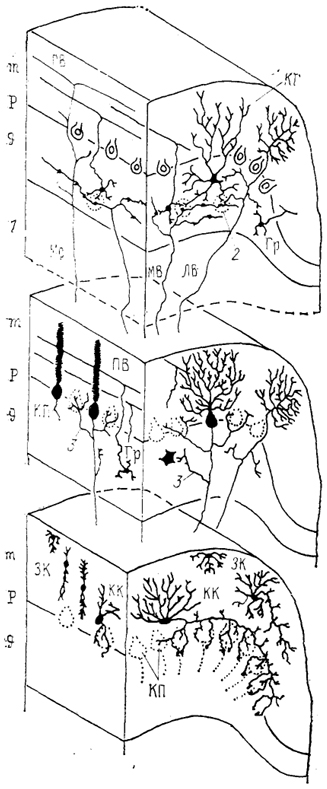  Рис. 46. Строение коры мозжечка приматов (по: Haines, 1986). 1 - белое вещество, 2 - гломерулы, 3 - коллатерали аксонов клеток Пуркинье. ЛВ, MB, Mс, ПВ - лиановидные (ЛВ), мшистые (MB), мультислойные (Мс), параллельные (ПВ) волокна. Остальные обозначения, как на рис. 45.