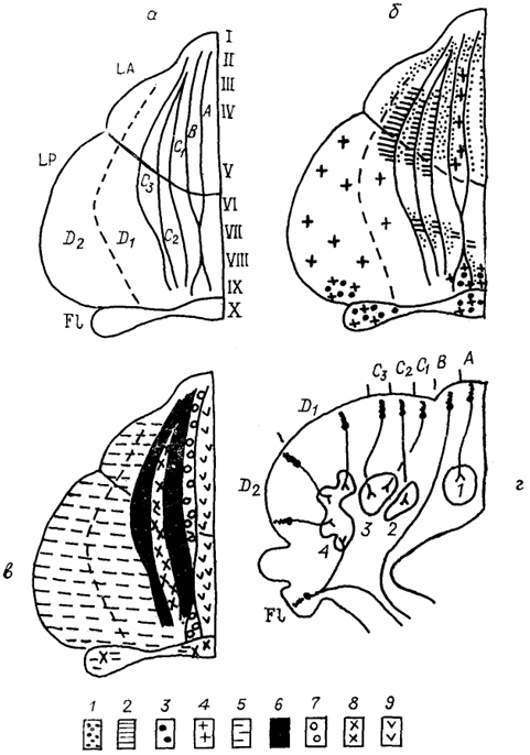  Рис. 49. Организация связей коры мозжечка приматов (Haines, 1986).  а - деление поверхности коры мозжечка на зоны A-D (объяснение в тексте) и на дольки 1-Х; LA - передняя, LP - задняя и F1 - флоккуло-нодулярная доли, б, в - распределение афферентов по коре мозжечка: 1 - спинно-мозжечковый, 2 - кунео-мозжечковый, 3 - вестибуло-мозжечковый тракты; 4 - первичные вестибулярные входы; 5-9 - проекции разных ядер нижнеоливарного комплекса: главной оливы (5), рострального (6) и каудального (7) полюсов дорсальной добавочной оливы, рострального (8) и каудального (9) полюсов медиальной добавочной оливы, г - эфференты коры мозжечка: показаны клетки Пуркинье и ход их аксонов к медиальному (1), заднему (2) и переднему (3) промежуточным и латеральному (4) ядрам мозжечка.
