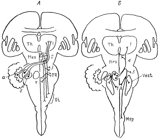  Рис. 51. Характер распределения эфферентов мозжечка приматов (Haines, 1986). А - эфференты латерального (а) и промежуточных (б) ядер, Б - эфференты медиального ядра. 1- ядра таламуса, 2 - красное ядро, центральное серое вещество-среднего мозга и ядро III нерва, 3 - ядра моста, 4 - ядро задней комиссуры и передний холм.