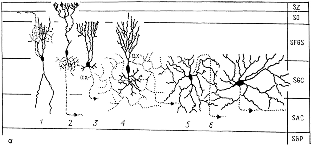  Рис. 55. Структура тектума среднего мозга змеи Thatnnophis sirtalis (Dacey, Ulinski, 1986). a - эфферентные нейроны,  б  - интернейроны и афферентные волокна; 1-6 - эфферентные нейроны: текто-геникулятный (1), текто-истмальный (2), текто-истмо-бульбарный (3), текто-ротундальный (4), текто-бульбарные прямой (5) и перекрещенный (6); 7-10 - различные типы интернейронов; 11-16 - афферентные волокна из: сетчатки (11), претектума (12), вентральной части латерального коленчатого тела (13), вентро-латерального ядра таламуса (14) - перешейка (15) и глубокого ядра среднего мозга (16), SZ - stratum zonale. Остальные обозначения, как на рис. 52.