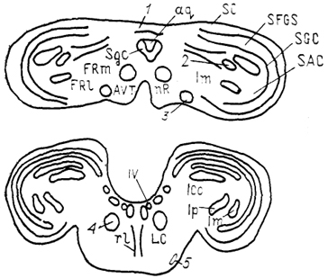 Рис. 58. Строение среднего мозга птиц (по: Miceli, Reperant, 1985). 1 - тектальная комиссура, 2 - дорсальная часть мезенцефалического латерального ядра, #3 - эктомамиллярное ядро, 4 - nucl. annularis, 5 - латеральное ядро моста. Остальные обозначения, как на рис. 52.