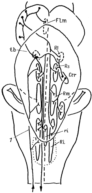  Рис. 60. Афференты ретикулярной формации ствола мозга хрящевых ствола мозга хрящевых рыб (Smeets e. а., 1983). 1 - спинномозговые афференты, 2 - ядро В.