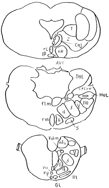  Рис. 62. Ядра ретикулярной формации ската Platyrhinoidis triseriata (Stuesse е. а., 1990). 1 - клиноподобное ядро, 2 - nucl. subcuneiformis, 3 - мелкоклеточное, 4 - гигантоклеточное, 5 - парагигантоклеточное н 6 - крупноклеточное ретикулярные ядра.