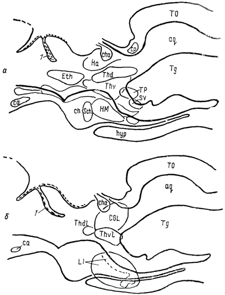  Рис. 65. Отделы промежуточного мозга в проекции на вентрикулярную поверхность III желудочка у акулы Scyliorhinus canicula(Smeets e. a., 1983). а, б - группы ядер: перивентрикулярно лежащие (а), удаленные от вентрикулярной стенки (б). 1 - поперечный парус. Штриховая линия - ядра нижней доли гипоталамуса.