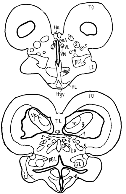  Рис. 68. Ядра промежуточного мозга Carassius auratus (no: Wullimann, Northcutt, 1988). 1-4 - претектальные ядра: центральное (1), поверхностное, крупноклеточная часть (2), 3, 4 - перивентрикулярное: дорсальная (3) и вентральная (4) части; 5, 6 - ядра добавочного зрительного тракта: дорсальное (5) и вентральное (6).