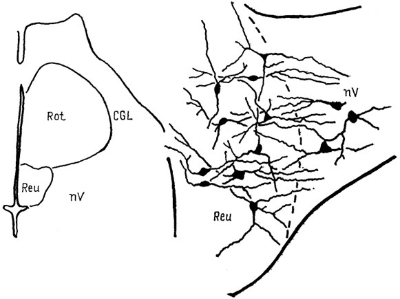  Рис. 71. Нейронные взаимоотношения в таламусе черепахи Emys orbicularis (Белехова, Туманова, 1988).