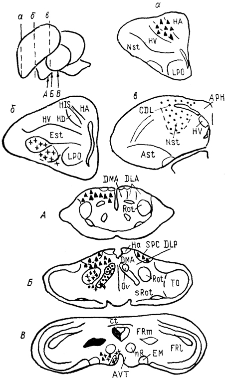  Рис. 72. Схема связей диенцефальных ядер с конечным мозгом птиц (по: Miceli, Reperant, 1985). А-В - уровни сечений промежуточного и а-в - конечного мозга. Одинаковым образом обозначены проекции ядер таламуса в конечный мозг, зачерненные области посылают проекции во все указанные отделы конечного мозга. Обозначение ядер таламуса см. в тексте.