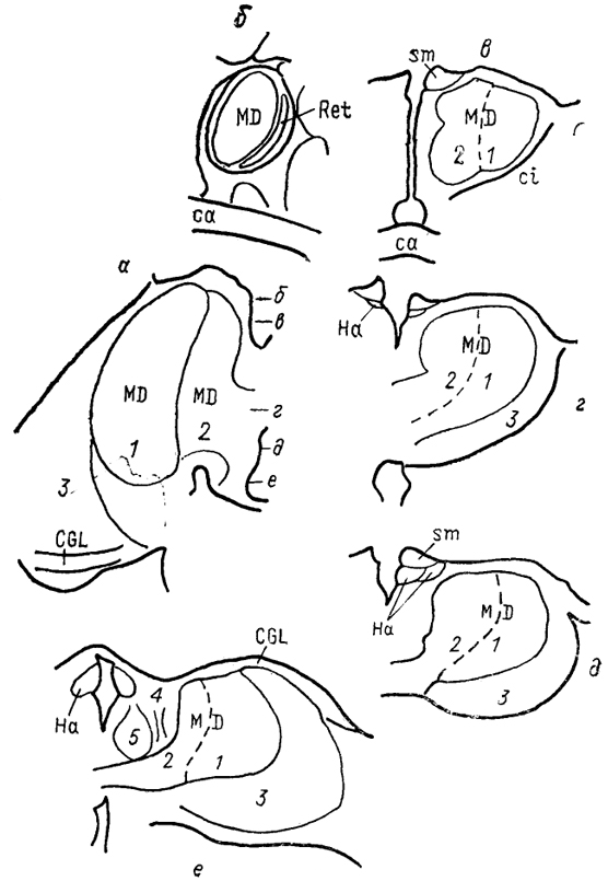  Рис. 73. Таламус ехидны Tachyglossus aculeatus (Regidor, Divac, 1987). a - горизонтальное сечение, б-е - фронтальные сечения на соответствующих уровнях. 1, 2 - части дорсомедиального ядра: крупно- (1) и мелкоклеточная (2); 3 - задневентральный отдел; 4 - хабенуло-интерпедункулярный тракт; 5 - парафасцикулярное ядро.