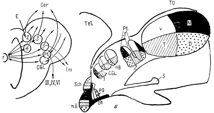  Рис. 78. Схема связей структур, получающих вход сетчатки в мозге костистых рыб (а) и бесхвостых амфибий (б) (по: Vanegas, Ito, 1983; Montgomeri, Fite, 1989). А: 1 - сетчатка, 2 - ядро задней комиссуры, 3 - претектальная область, 4 - дорсолатеральное ядро, 5 - кортикальное ядро, б: 1 - ростральное зрительное ядро, 2 - заднеталамическое ядро, 3 - крючковидный нейропиль, 4 - лентиформное ядро среднего мозга, 5 - ядро базального зрительного тракта. V, N, Т, D - области представительства в контрлатеральной части мозга вентрального (V), назального (N), темпорального (Т) и дорсального (D) квадрантов сетчатки.