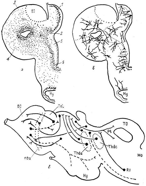  Рис. 83. Схемы строения (а), нейронной организации (б) и проводящих путей (в) конечного мозга миноги Lampetra fluviatilis (Haier, 1947; Поленова, 1990). 1 - примордиальный гиппокамп, 2 - субгиппокампальная доля, 3 - дорсальный и 4 - латеральный паллиум, 5 - стриатум, 6 - преоптическая зона.