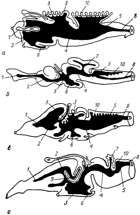  Рис. 9. Строение мозговых желудочков у ряда позвоночных (McFarland e. а., 1969). а - минога,  б  - акула, в - лягушка, г - ящерица. 1 - обонятельные желудочки; 2-5 - латеральные (2), третий (3), среднемозговой (4), четвертый (5) желудочки; 6-8 - полость воронки гипоталамуса (6), мозжечка(7), спинного мозга(8); 9, 10 - сосудистые сплетения в III (9) и IV (10) мозговых желудочках.