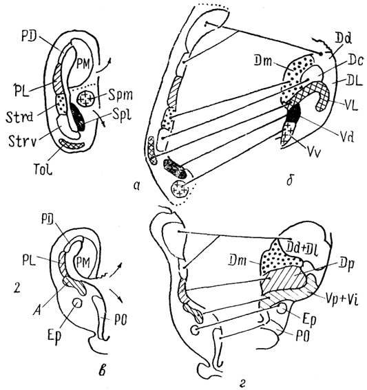  Рис. 86. Схема возможных гомологии структур инвертированного (а, в) и эвертированного (б, г) конечного мозга (Northcutt, 1981). 1 - ростральные и 2 - каудальные отделы полушарий.
