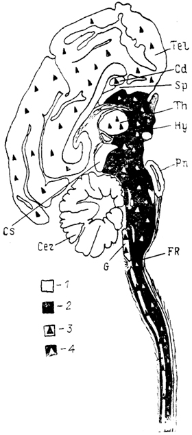  Рис. 13. Схема распределения элементов редковетвистой и густоветвистой нейронных систем в структурах головного мозга (Леонтович, 1978). 1, 2 - нейронные системы мозга: густоветвистая (1) и редковетвистая (2); 3 - ретикулярные клетки в структурах густоветвистой системы; 4 - густоветвистые (мультиполярные гигантские) клетки в структурах редковетвистой системы.