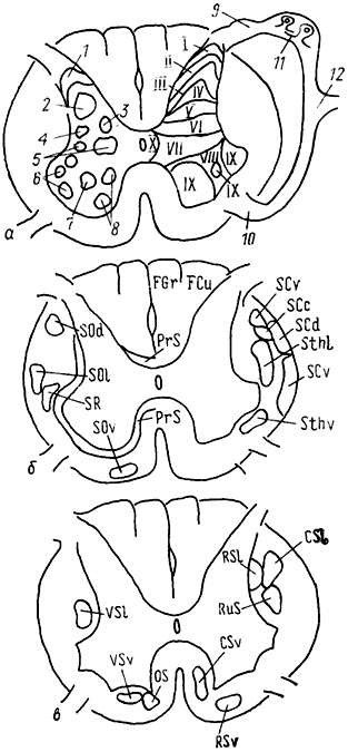  Рис. 15. Схема организации серого вещества (а) и топография восходящих (б) и нисходящих (в) трактов спинного мозга. а: 1-Х - пластины серого вещества по классификации Б. Рекседа; 1-4 - желатинозная субстанция (1), собственное ядро (2), ядро Кларка (3), ретикулярное (4) ядро задних рогов; 5 - промежуточная зона, 6-8 - моторные ядра передних рогов: латеральные (6) , центральные (7), медиальные (8); 9, 10 - задний (9) и передний (10) спинномозговые корешки; 11 - спинальный ганглий, 12 - спинномозговой нерв. б: восходящие тракты - спинно-мозжечковые: дорсальный SCd, вентральный SCv, ростральный SCr и кунеальный SCc; спинно-таламические: латеральный SThI и вентральный SThv. спинно-ретикуло-таламический SRT, спинно-тектальный ST; спинно-оливарные: дорсальный SOd, латеральный SOl и вентральный SOv, спинно-ретикулярный SR, нежный FGr и клиновидный FCu пучки; проприоспинальные PrS (собственные) пути спинного мозга (восходящие и нисходящие).  нисходящие тракты - кортико-спинальные: латеральный CSl и вентральный CSv, руброспинальный RuS; вестибуло-спинальные: латеральный VSI и передний VSv; ретикуло-спинальные: латеральный RSl и вентральный RSv; оливо-спинальный OS.