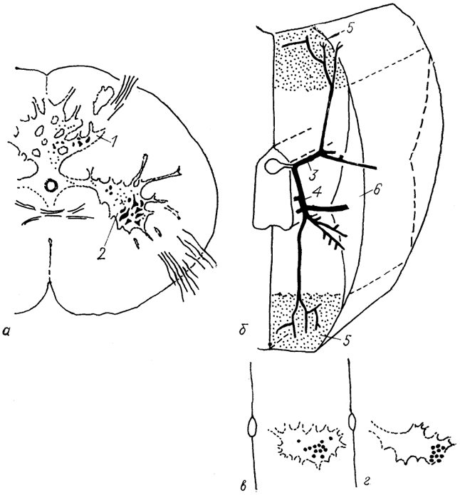  Рис. 20. Цитоархитектоника спинного мозга (а) , ветвление вентрального корешка спинномозгового нерва (б) и локализация мотонейронов, иннервирующих "красные" (в) и "белые" (г) мышцы у акулы (Mos, Willamson, 1986). 1, 2 - задние (1) и передние (2) рога серого вещества; 3, 4 - дорсальная (3) и вентральная (4) ветви вентрального корешка спинномозгового нерва; 5, 6 - зона "белых" (5) и "красных" (6) мышц миотома.