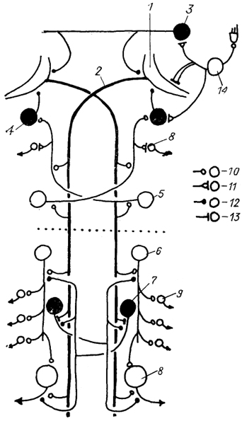  Рис. 24. Схема нейронной сети маутнеровских нейронов в спинном мозге костистых рыб (Faber e. а., 1989). 1 - маутнеровская клетка и ее аксон(2); 3-5 - комиссуральные (3) ,коллатеральные (4) и краниальные (5) интернейроны продолговатого мозга; 6, 7 - нисходящие (6) и реципрокные (7) интернейроны спинномозгового сегмента; 8, 9 - первичные (8) и вторичные (5) мотонейроны; 10-13 - синаптические контакты химического (10), электрохимического (11), химического тормозного (12) и электротонического (13) типов; 14 - нейроны чувствительного ганглия вестибулярного нерва. Темные клетки - тормозные, светлые - возбуждающие. Пунктиром обозначена граница головного и спинного мозга.