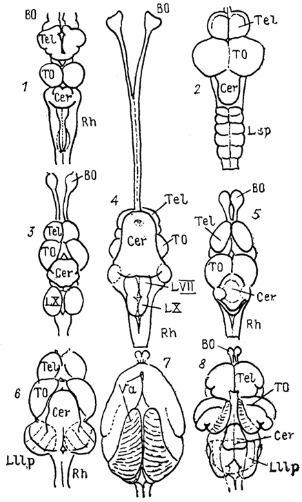  Рис. 27. Общий вид мозга разных представителей лучеперых рыб (Nieuwenhuys, Meek, 1985).  l -Amia, 2 - Trigla, 3 - Carassius, 4 - Clarlas, 5 - Xenomystus, 6 - Eigenmannia 7, 8 - Gnathonemus: до (7) и после (8)удаления заслонки.