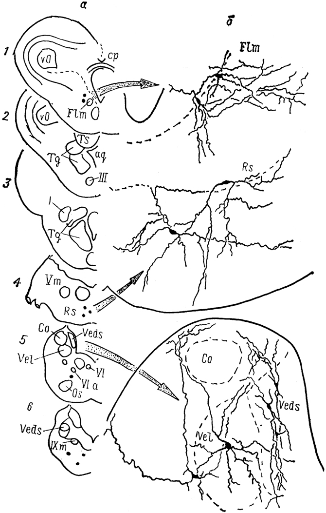  Рис, 30. Ядра (а)и нейронный состав (б)мозга лягушки Rana esculenta (Toth e. a., 1985). 1-6- срезы в рострокаудальном направлении.