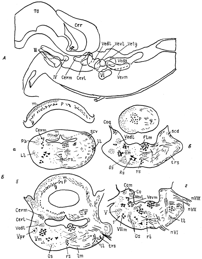  Рис. 31. Строение ромбовидного мозга варана Varanus exanthematicus на сагиттальном (А) и фронтальных (Б) сечениях (Bangma, Donkelaar, 1984). а-г - срезы в рострокаудальном направлении; 1 - верхнее слюноотделительное ядро, 2 - предлежащее ядро XII нерва.