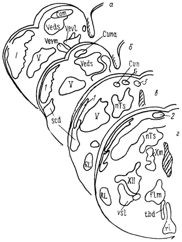  Рис. 33. Ядра каудальной части ромбовидного мозга питона Python reticulatus (Molenaar, 1977). а - г - срезы в рострокаудальном направлении. 1 - нисходящее латеральное ядро тройничного нерва, 2 - ядро дорсального канатика, 3 - ядро Бишоффа.