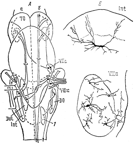  Рис. 36. Схема связей (А) и нейронный состав (Б) ядер октаво-латеральной области хрящевых рыб (Smeets e. а., 1983). а, б - связи ядер органов боковой линии (а), VIII нерва (б). 1 - ядро бокового канатика.