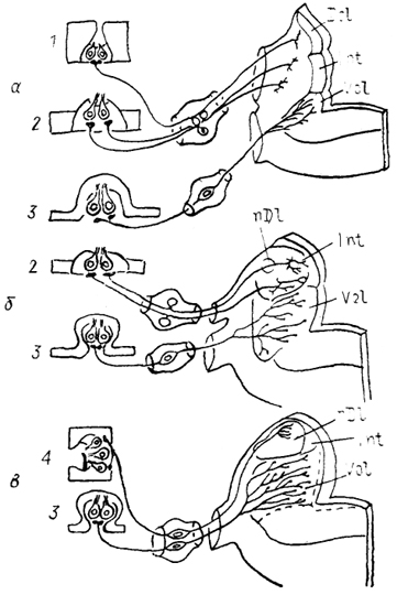  Рис. 39. Октаво-латеральная область продолговатого мозга амфибий (Fritzsch e. а., 1985). а - электрочувствительные хвостатые амфибии, б - хвостатые и личинки бесхвостых, в - взрослые бесхвостые амфибии. 1-4 - рецепторы октаво-латеральной системы: электрорецепторы (1), механорецепторы органов боковой линии (2), вестибулярные (3), акустические (4).
