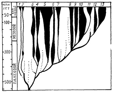 Рис. 1. Схема эволюции основных классов позволенных (по: Fite, 1985). 1 - бесчерепные; 2 - круглоротые; 3-7 - рыбы: цельноголовые (3), пластиножаберные (4), лучеперые и многоперые (5), саркоптеригии (6), двоякодышащие (7); 8 - амфибии; 9-11 - рептилии: черепахи (9), чешуйчатые (10), архозавры (11); 12, 13 - млекопитающие: первозвери (однопроходные) (12), звери (сумчатые и плацентарные) (13).