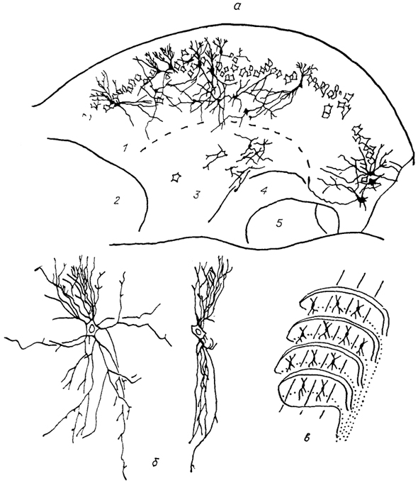  Рис. 40. Строение дорсального кохлеарного ядра кошки (Blackstadt e. а., 1984). а - нейронный состав средней части дорсального кохлеарного ядра, б - пирамидоподобные нейроны, в - расположение пирамидоподобных клеток в ядре. 1 - слой гранулярных клеток, 2 - антеровентральное кохлеарное ядро, 3 - центральное ядро дорсального кохлеарного ядра, 4 - акустическая полоска, 5 - постеровентральное кохлеарное ядро.