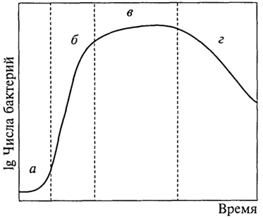 Рис. 3. Кривая роста бактерий: а - лагфаза; б - фаза роста; в - стационарная фаза; г - фаза отмирания
