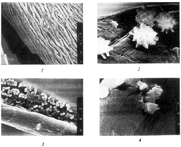 Рис. 23. Микрофотографии хлопкового волокна: 1 - исходное волокно (× 4500); 2 - 4 волокно, поврежденное различными микроорганизмами: 2 - Aspergillus niger (× 3000); 3 - Bacillus subtilis (× 4500); 4 - Pseudomonas fluorescens (× 10000)