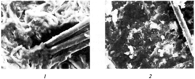 Рис. 25. Микрофотографии поверхности шкурки норки (сырья): 1 - исходная (× 1000); 2 - после воздействия микроорганизмов в течение 4-х нед. (× 1000)