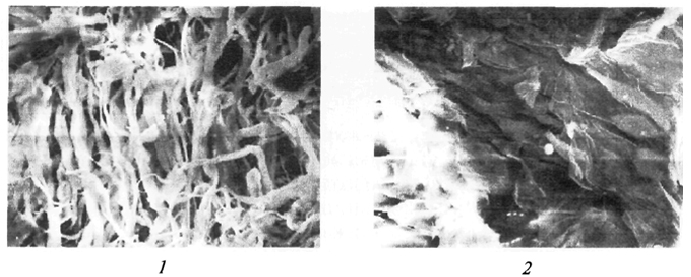 Рис. 26. Микрофотографии поверхности готовых шкурок норки: 1 - исходная неповрежденная (× 1000); 2 - после воздействия микроорганизмов в течение 4-х нед. (× 1000)
