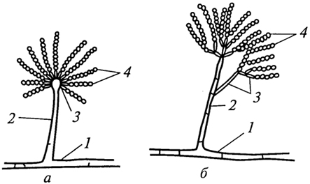Рис. 6. Конидиеносцы у грибов рода Aspergillus (d) и Penicillium (б): 1 - вегетативный мицелий; 2 - конидиофор; 3 - стеригмы; 4 - конидии