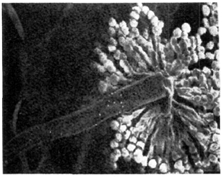 Ð Ð¸Ñ. 8. ÐÐ¸ÐºÑÐ¾ÑÐ¾ÑÐ¾Ð³ÑÐ°ÑÐ¸Ñ Aspergillus niger (Ã 600)